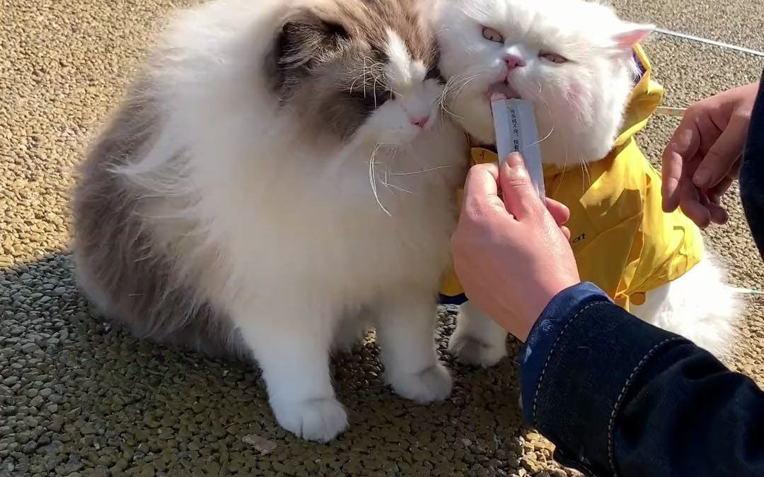 球球是只猫-饺子的春游变减肥,这辆出租猫太可爱了 和小动物们一起