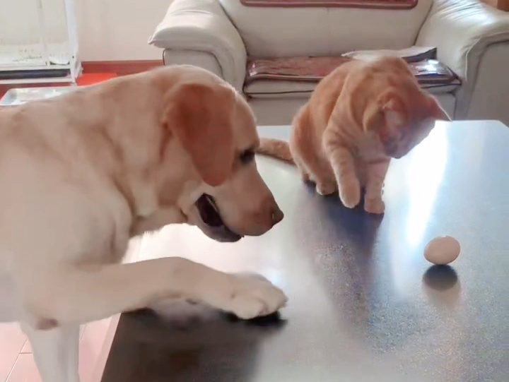 【达宝达不溜】更新了一条视频,快来围观!