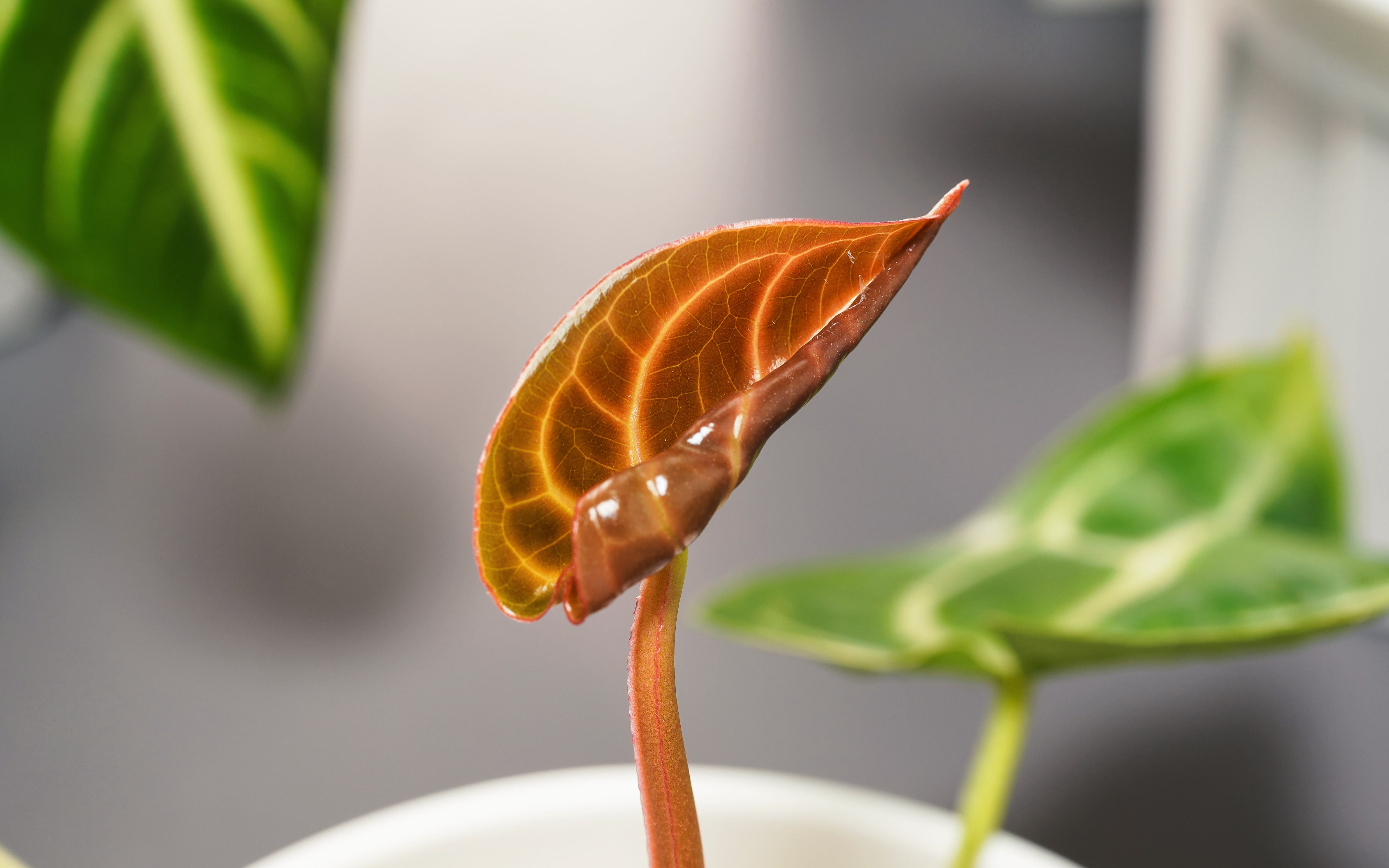 活动  [4k 延时摄影] 花烛-萌芽:生命脉动 solar-lunar vibing