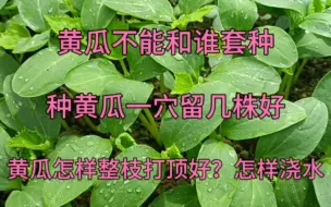 Download Video: 黄瓜不能和谁套种？一穴留几棵？怎样掐尖浇水？这样做黄瓜长的好