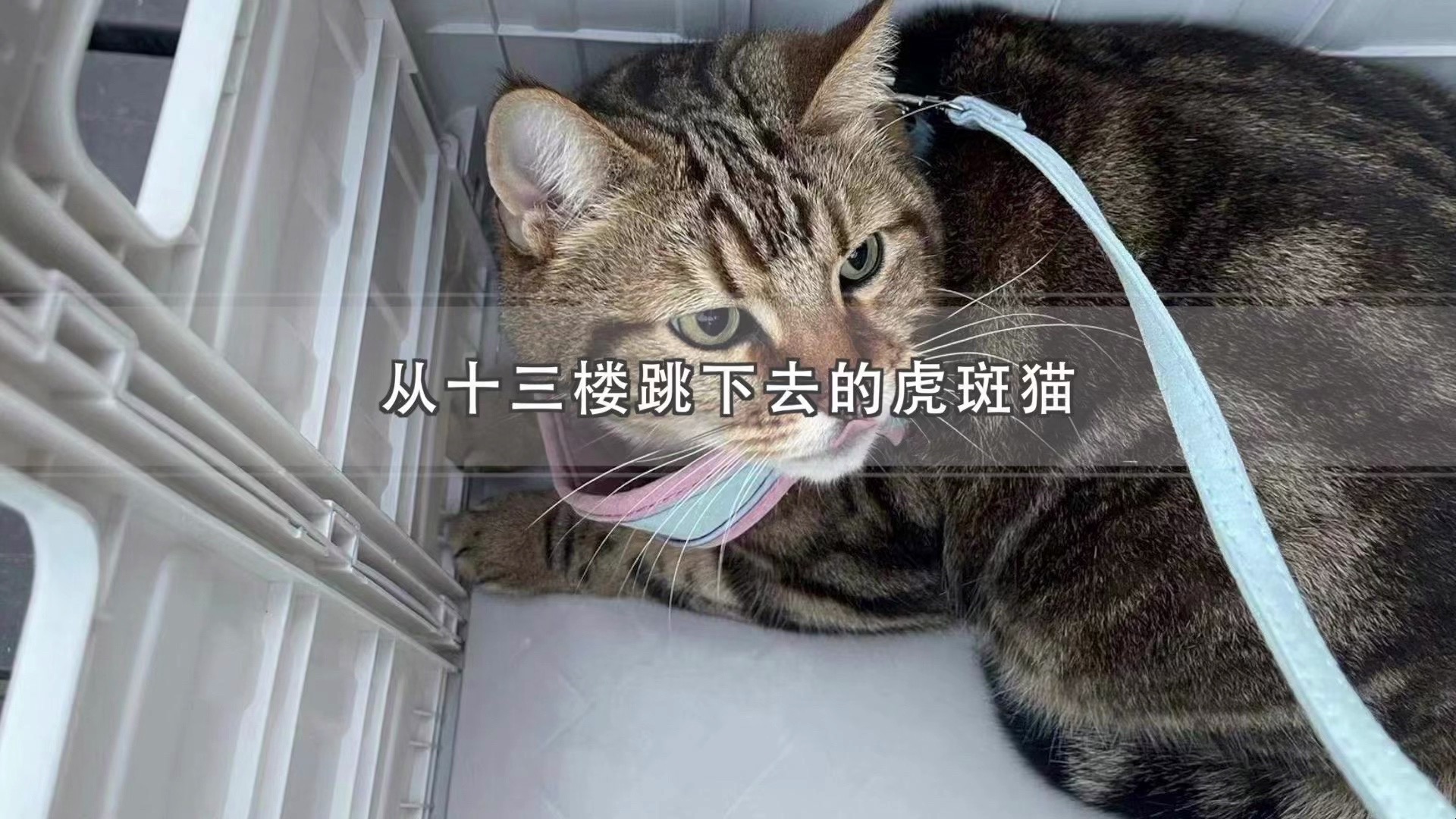 虎斑猫从窗边失足坠楼,一条鲜活的生命就此陨落哔哩哔哩bilibili