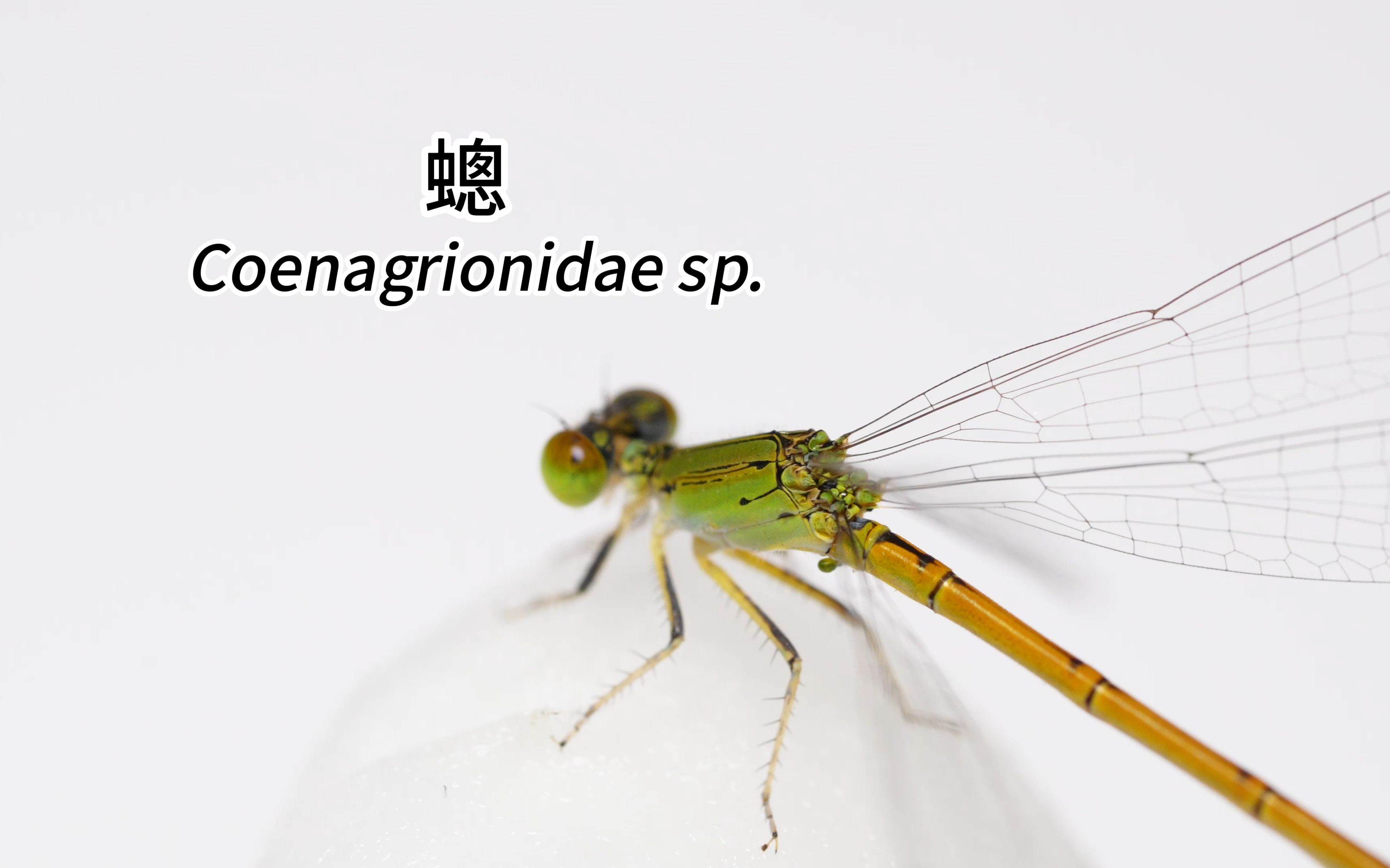 [4K]蟌 Coenagrionidae sp.哔哩哔哩bilibili