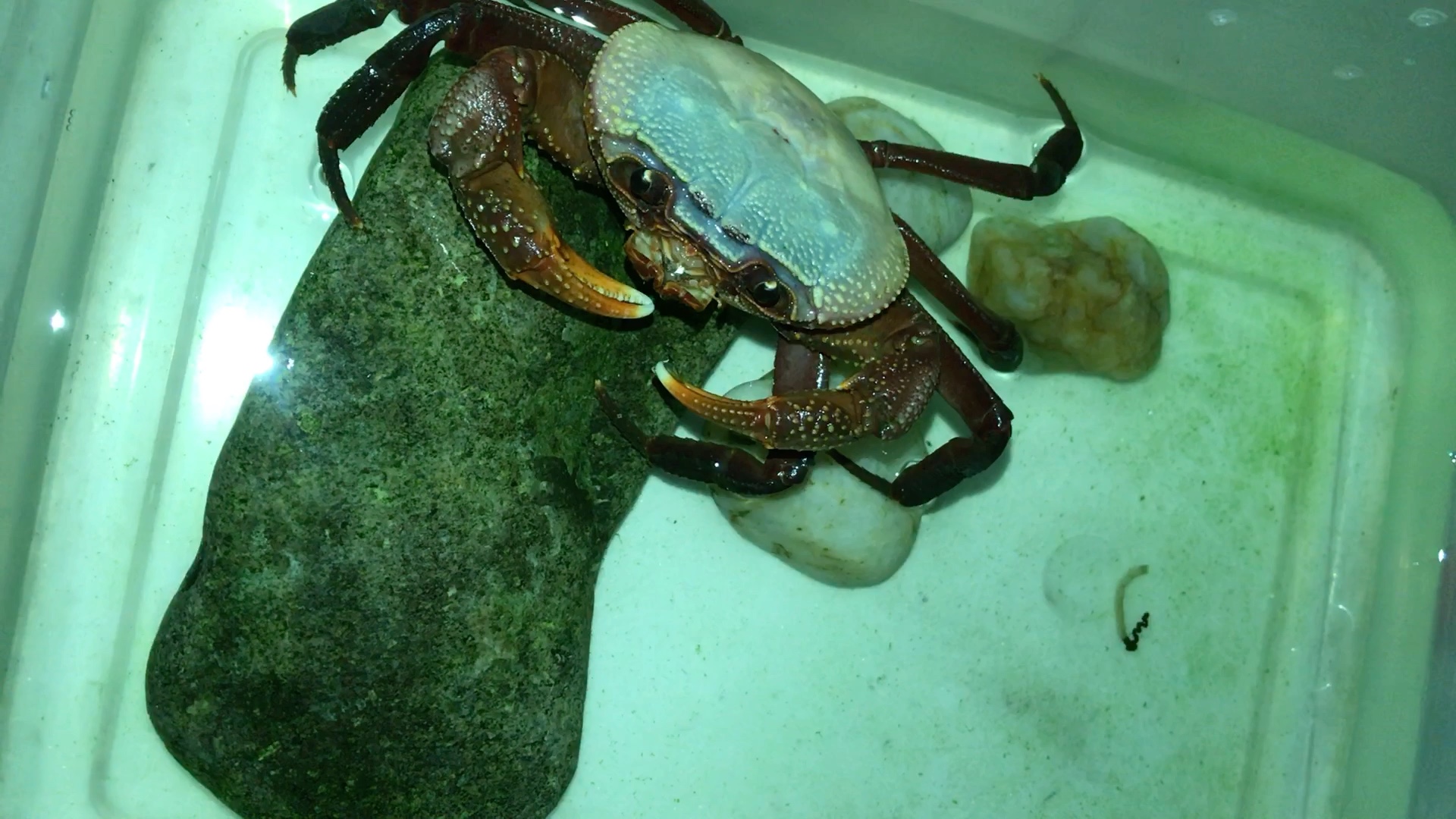 印支溪蟹捕食全过程^62_62