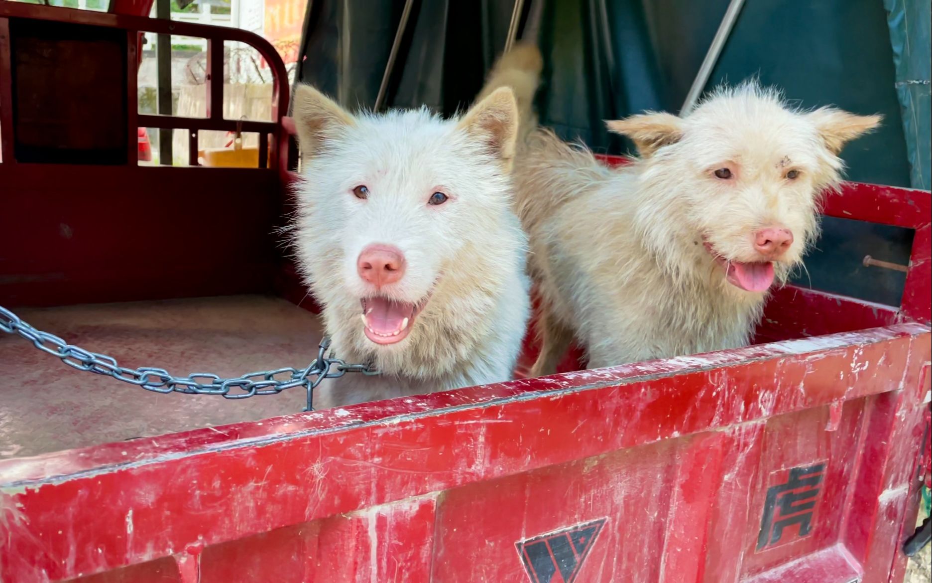 可以换一台宝马车的两只顶尖师傅狗又来了,这次要搞大山货_哔哩哔哩