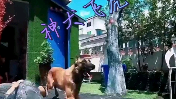 神犬飞虎哔哩哔哩bilibili