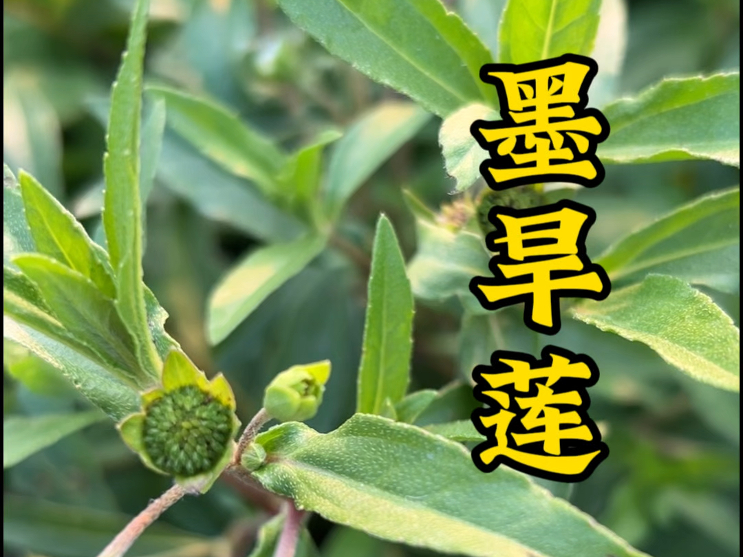 在农村随处可见的墨旱莲,用处竟然这么大,折断便会流出黑色汁液.