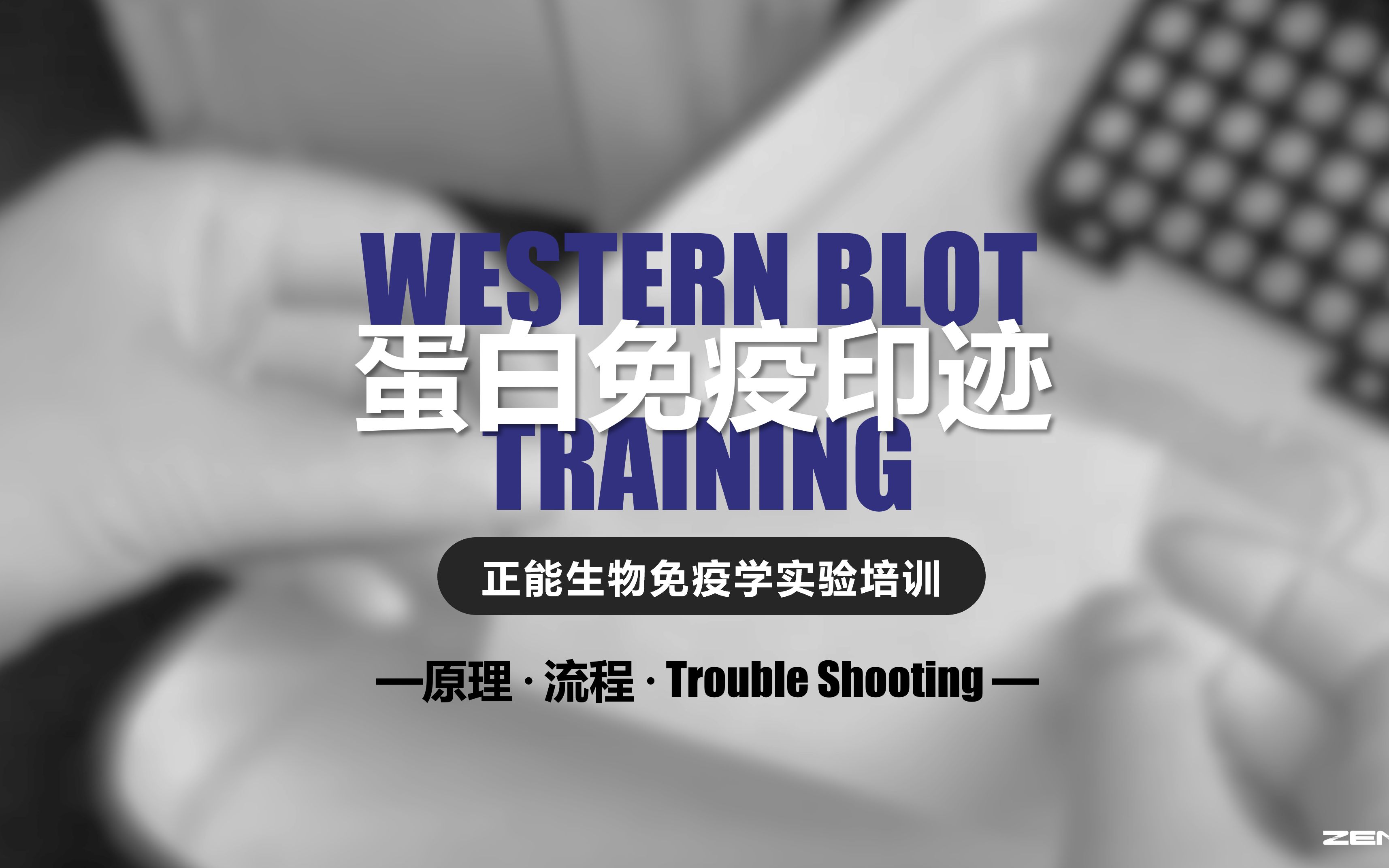 Western Blot蛋白免疫印迹正能生物免疫学实验培训哔哩哔哩bilibili