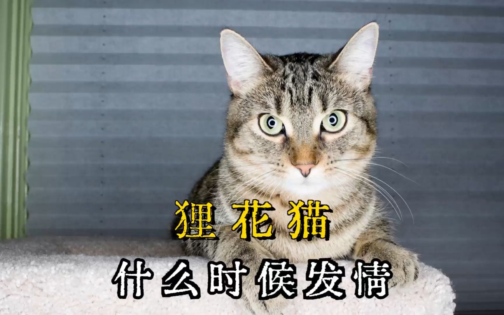 狸花猫发情期是什么时候?一般是这些时间哔哩哔哩bilibili