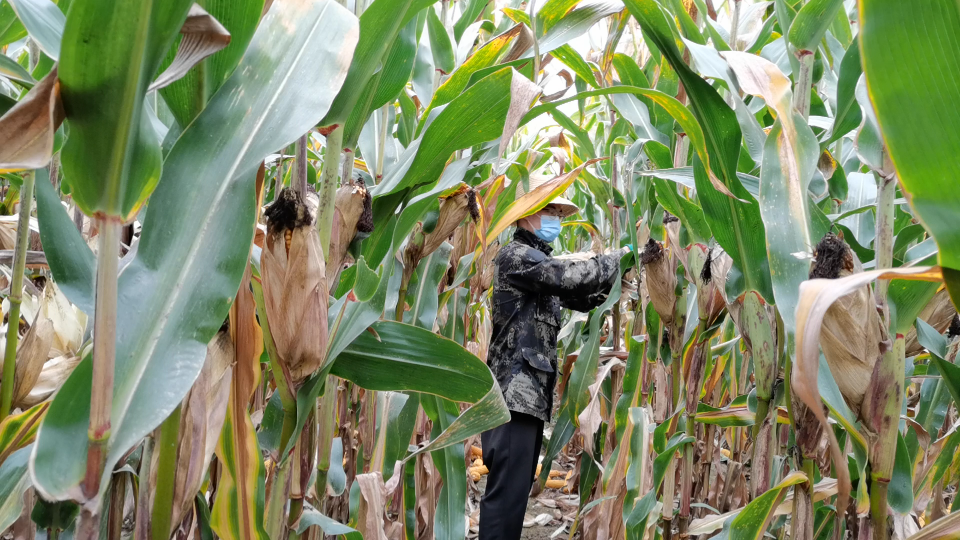 小地球国庆假期搬包谷