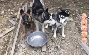 下载视频: 两条二哈相遇，其中必有一怂狗