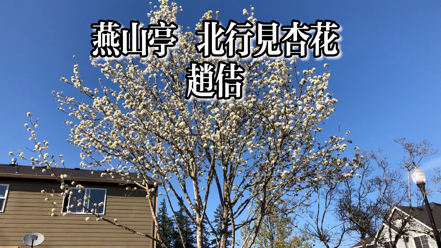 [图]粵語朗讀宋詞三百首，趙佶《燕山亭 北行見杏花》