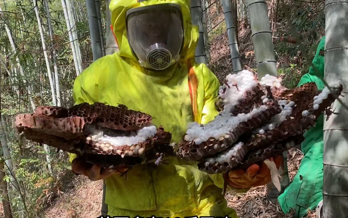 [图]虎头蜂到蜂场肆虐，子威追到竹林深处惊险超大明巢，徒手抓干净