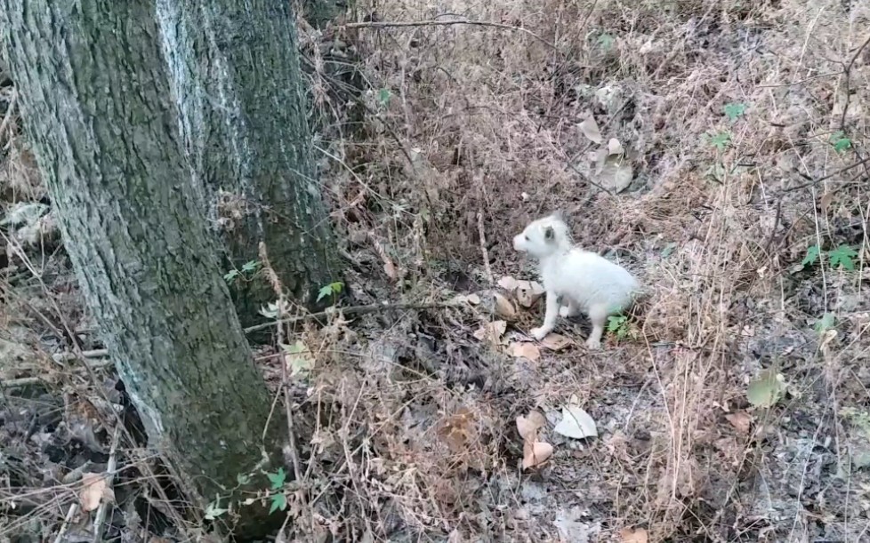 [图]小哥雨中收鱼虾没有到背后一阵发凉，千年白狐重现，小伙吓的赶紧扔掉鱼虾跑了