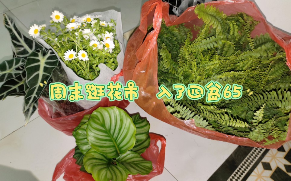 [图]周末逛逛花市 第一次记录自己的小绿植们