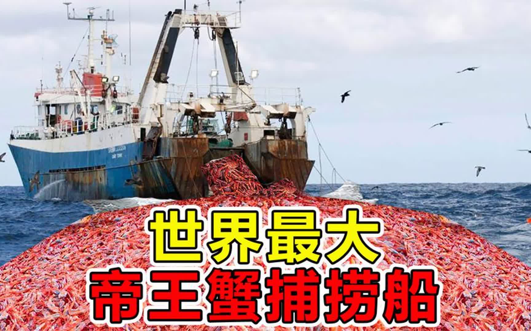 世界最大"帝王蟹捕捞船"长42米可捕捞300吨,渔民可赚10万美金