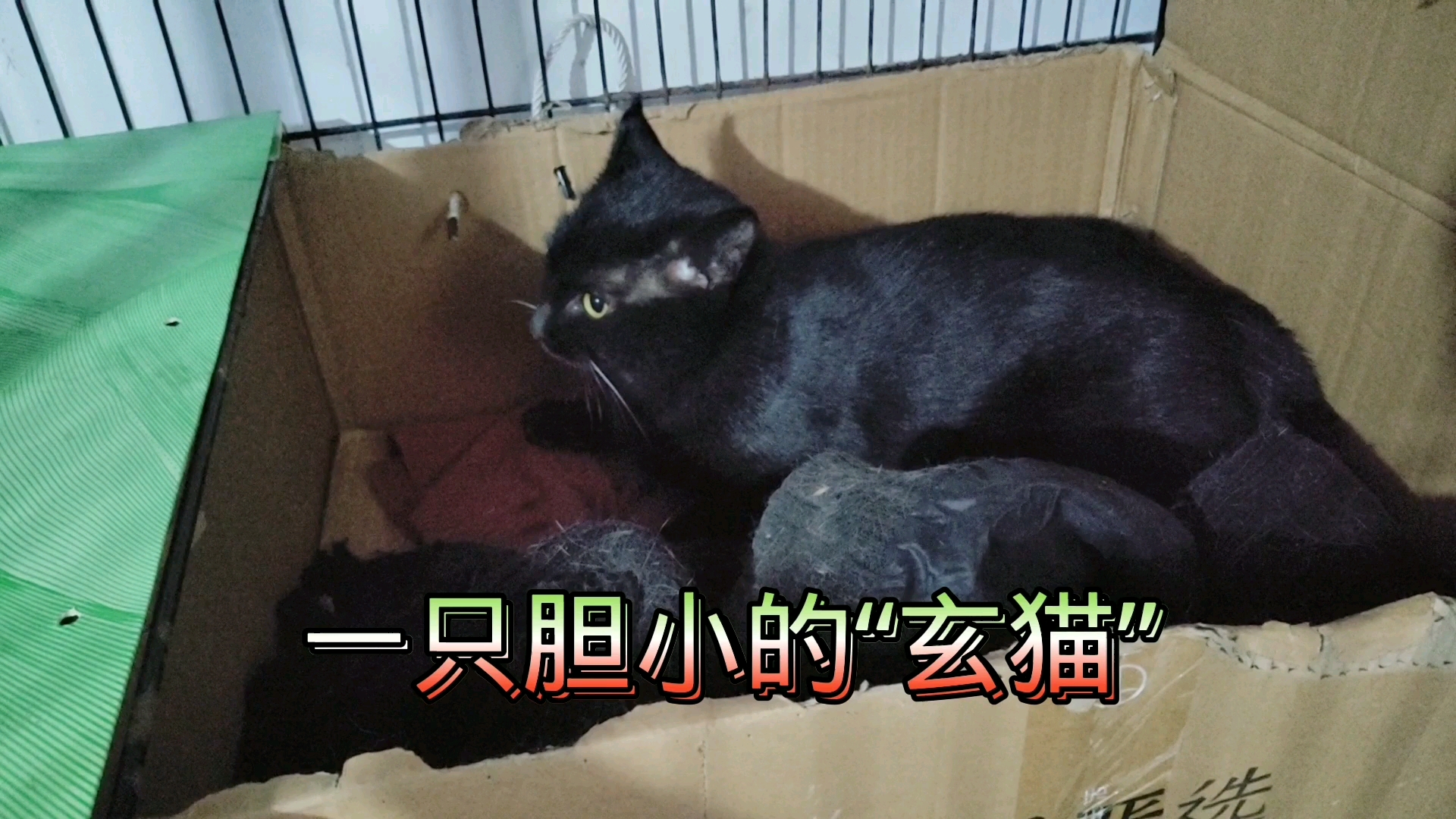 你了解“玄猫”吗?救助一只胆小的纯黑猫哔哩哔哩bilibili