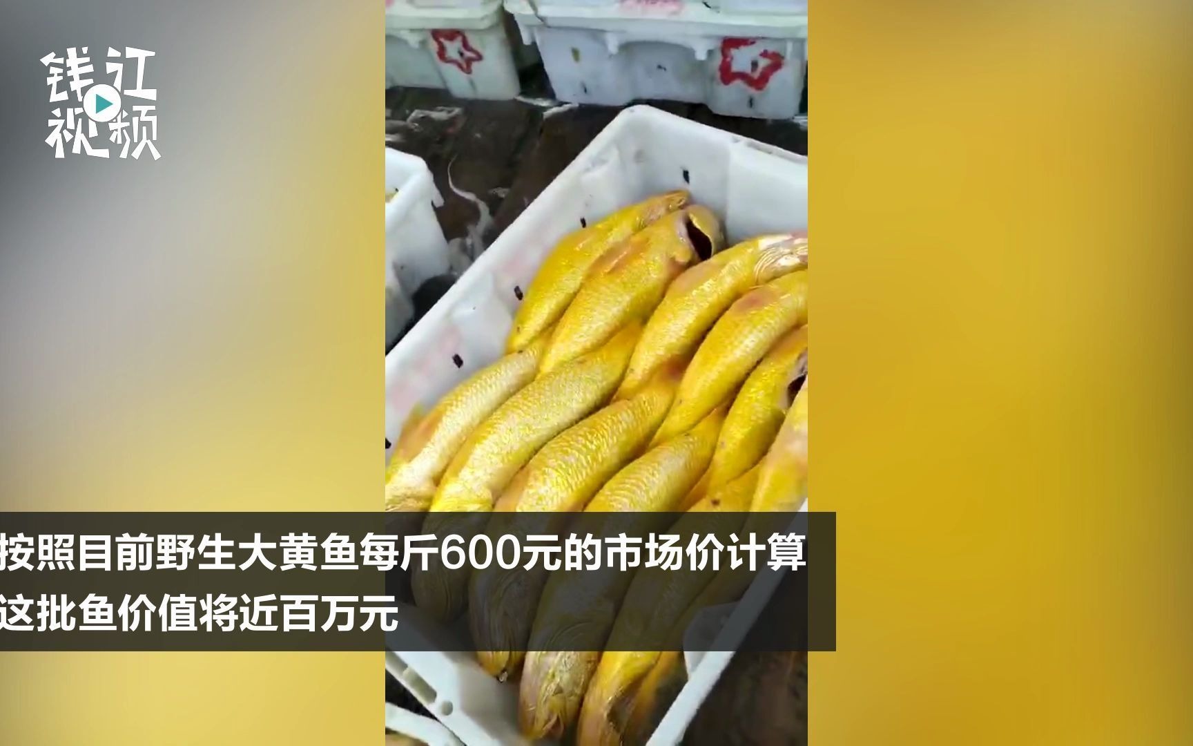 活动  宁波渔民一网捕获超1500斤野生大黄鱼 价值近百万元!