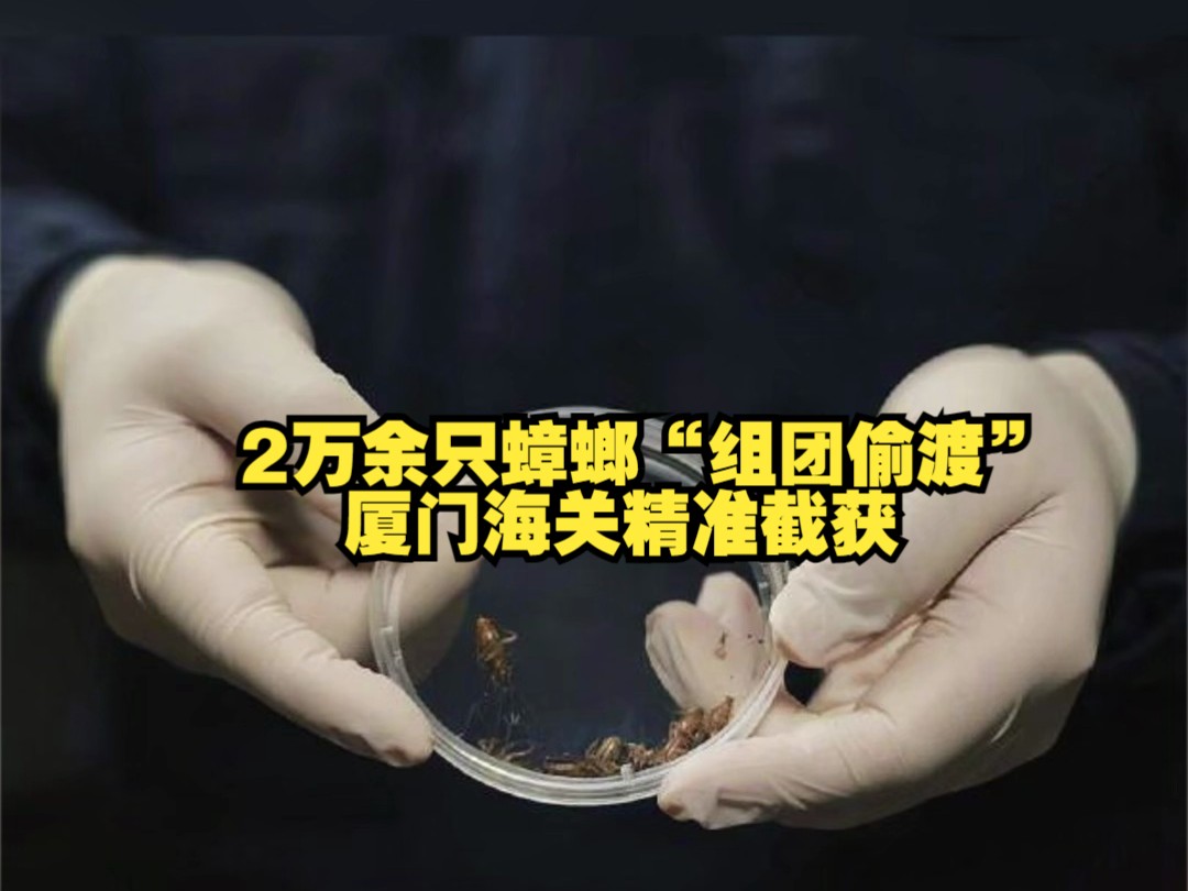 2万余只蟑螂"组团偷渡",厦门海关精准截获