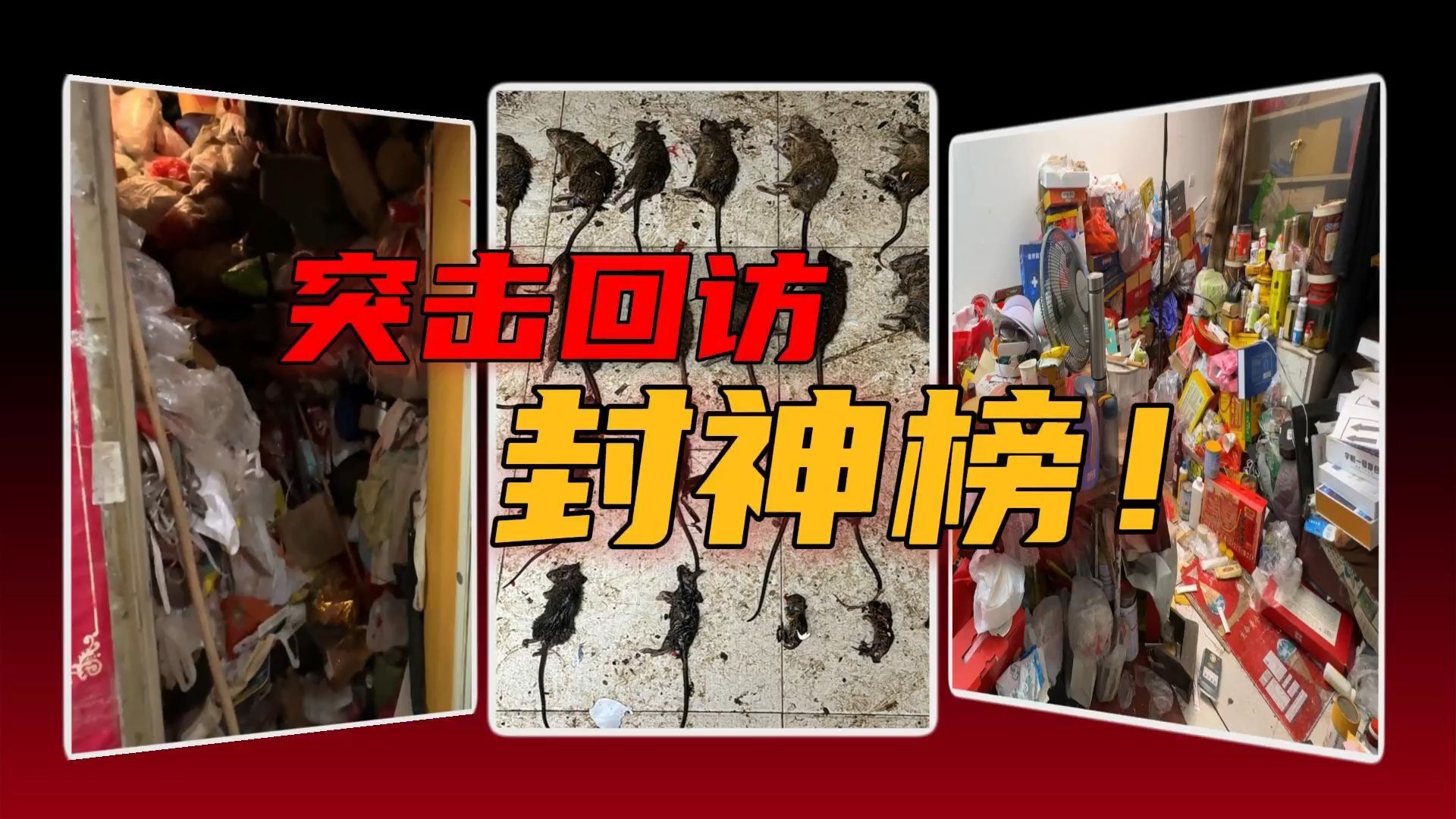 又到一年回访时！不识此家真面目，千鼠散尽还复来？