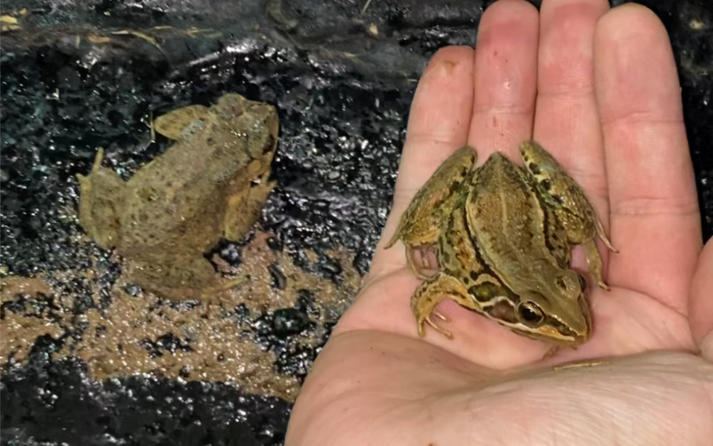 [图]西南林业大学的青蛙和蟾蜍，一到下雨天又出来了