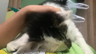 隔空气打猫，猫的演技简直如火纯青。_哔哩哔哩_bilibili