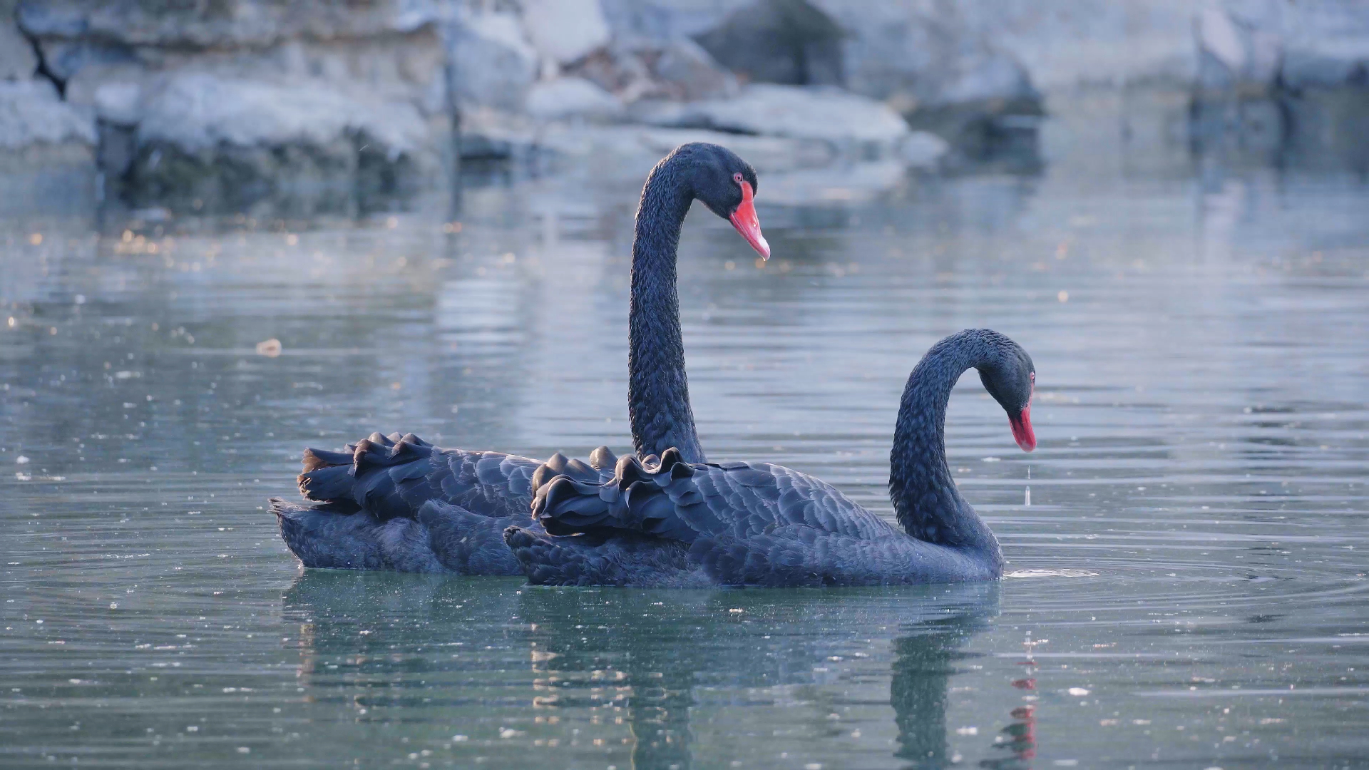 thu新顶流黑天鹅 by a6400 70-350mm