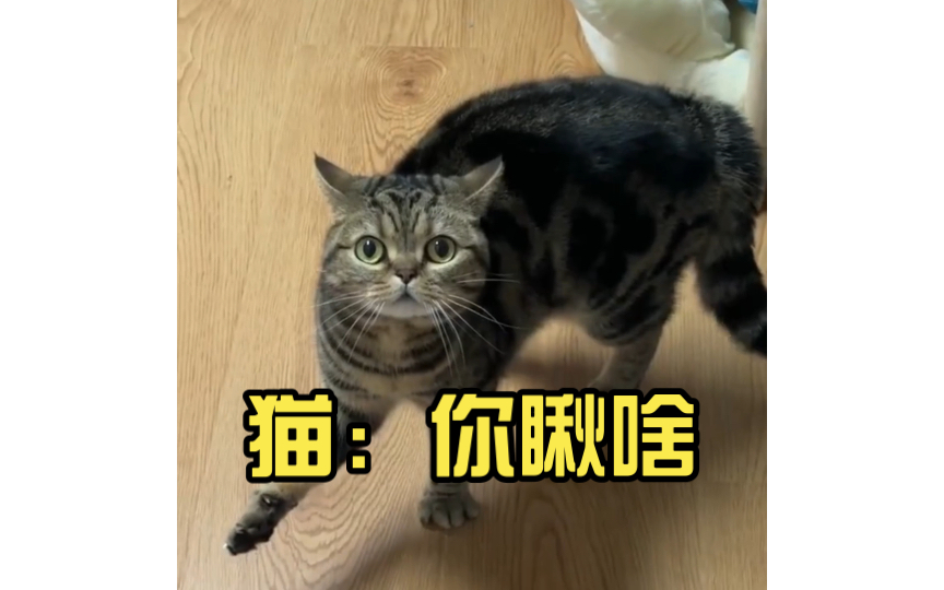 猫:你瞅啥