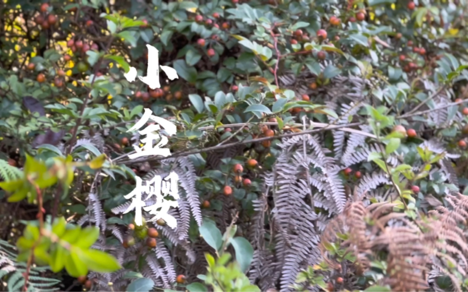 风在摇她的叶子,花儿在结她的种子.小金樱榨汁,酸酸甜甜,超好喝(o^^o)