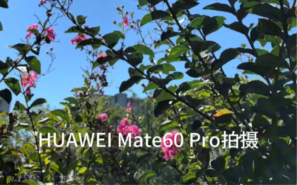 Mate60 Pro拍摄视频能力哔哩哔哩bilibili