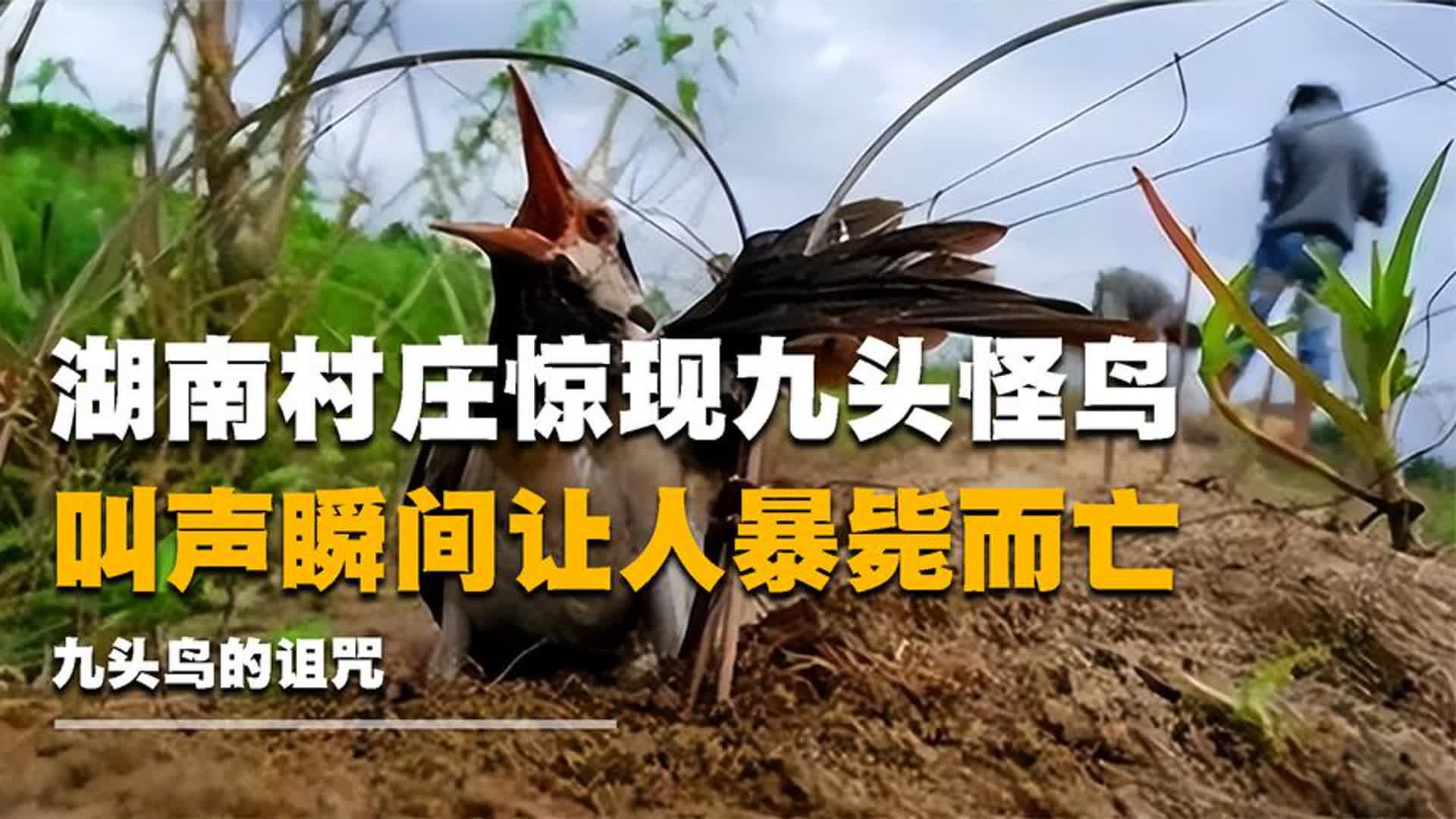 湖南村庄出现九头怪鸟,叫声能让人暴毙而亡,记者探访