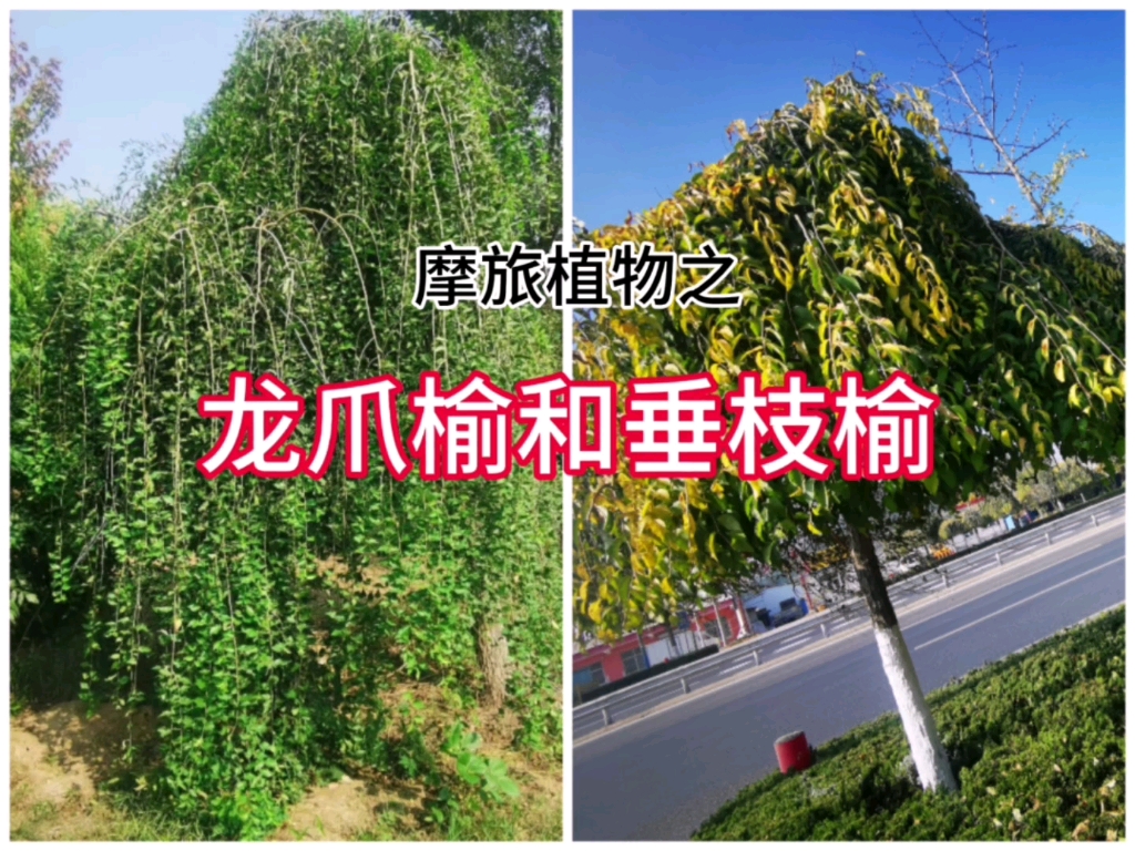 龙爪榆和垂枝榆