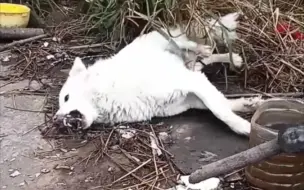 Tải video: 得了狂犬病，生不如死