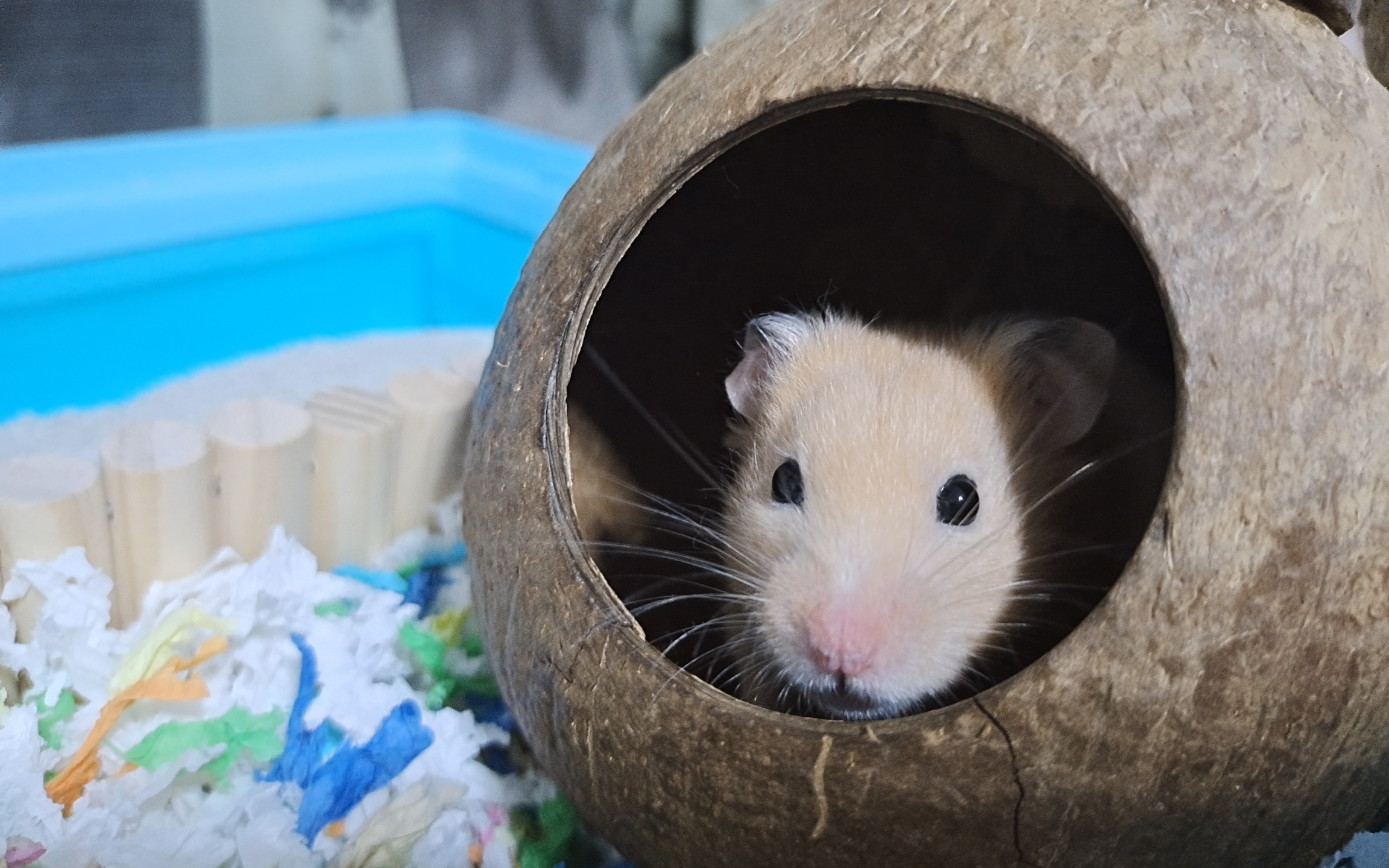 【金丝熊】团成一团睡