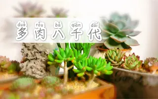 八千代多肉 搜索结果 哔哩哔哩 Bilibili