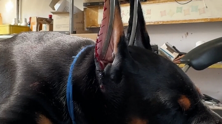 杜宾裁耳和其他需要修剪耳朵犬只的操作,成品展示