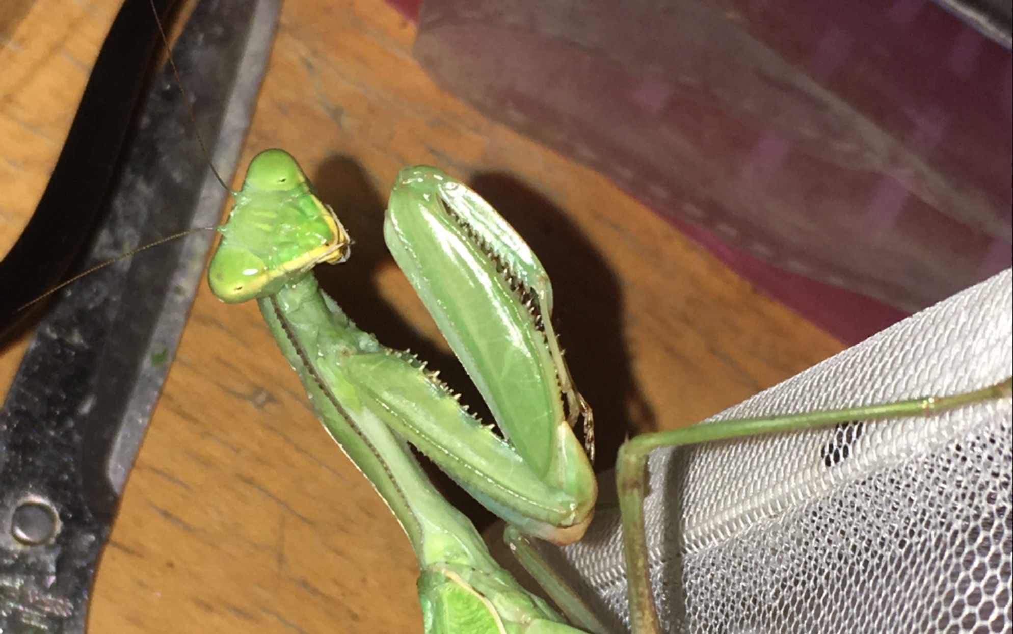 sv螳螂盯上了水中游动的日本蟳.sv:要不是有玻璃隔着你就死了!