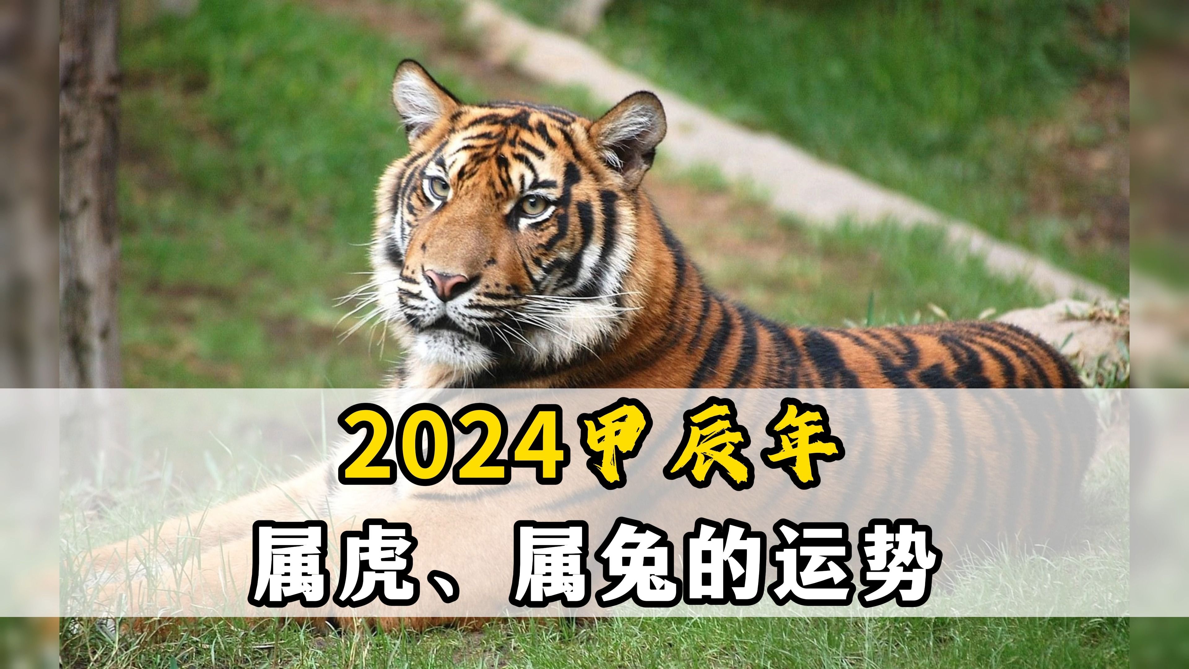2024甲辰年,属虎,属兔运势如何?——连山易传人博尔朵
