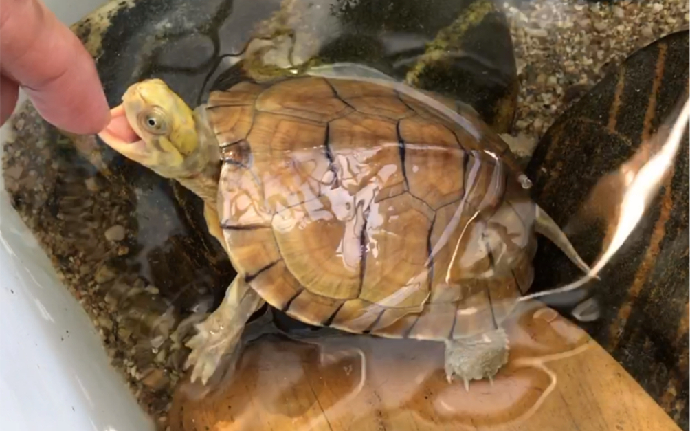 毫不夸张的真正金头小青龟,互动一流,可惜温度还不够,不能放开喂食