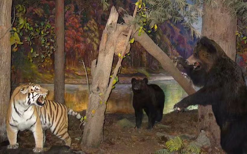 Бурый медведь против. Гималайский медведь против тигра. Амурский тигр и бурый медведь. Тигр и медведь. Амурский тигр и медведь.
