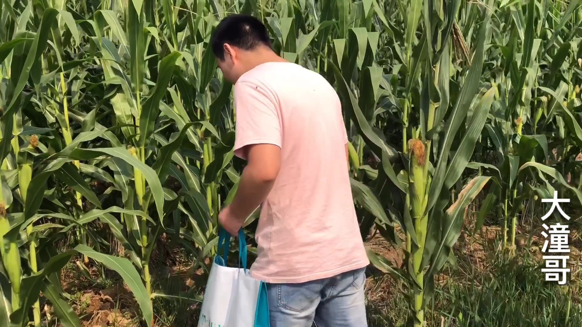 农村小伙去地里掰玉米,掰了满满一袋子,媳妇:能吃一个礼拜了