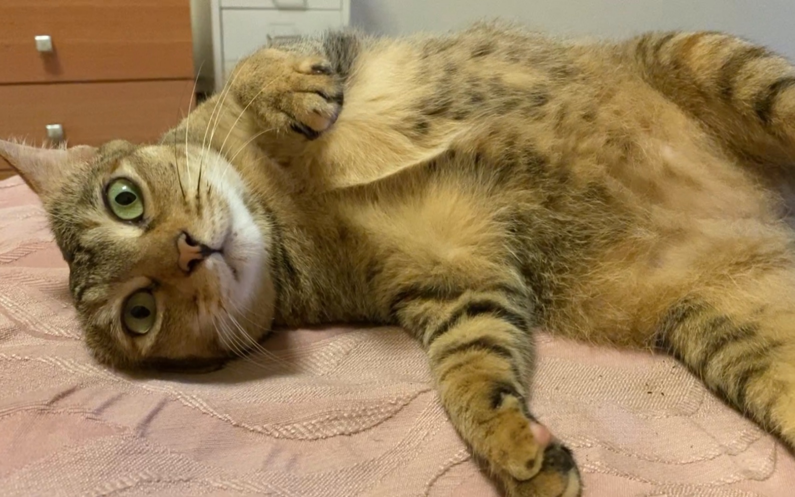 小猫咪优雅躺平