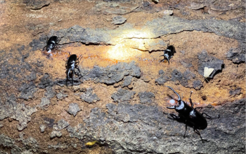 梦幻联动“菩提虫师”,记录今年最强野采,发现孔夫子群!狭长钳秘密基地!红边鬼艳产卵地!片尾菩提老师经典重现๑乛◡乛๑哔哩哔哩bilibili