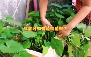 Download Video: 红薯叶这样摘，越摘越嫩越长越多，第二茬红苋菜也长势特别好