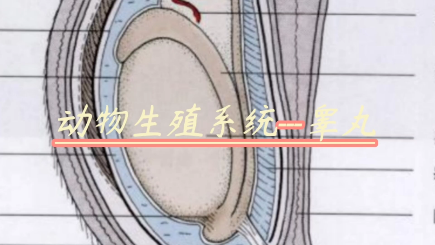 每天一块小芝士动物生殖系统睾丸哔哩哔哩bilibili