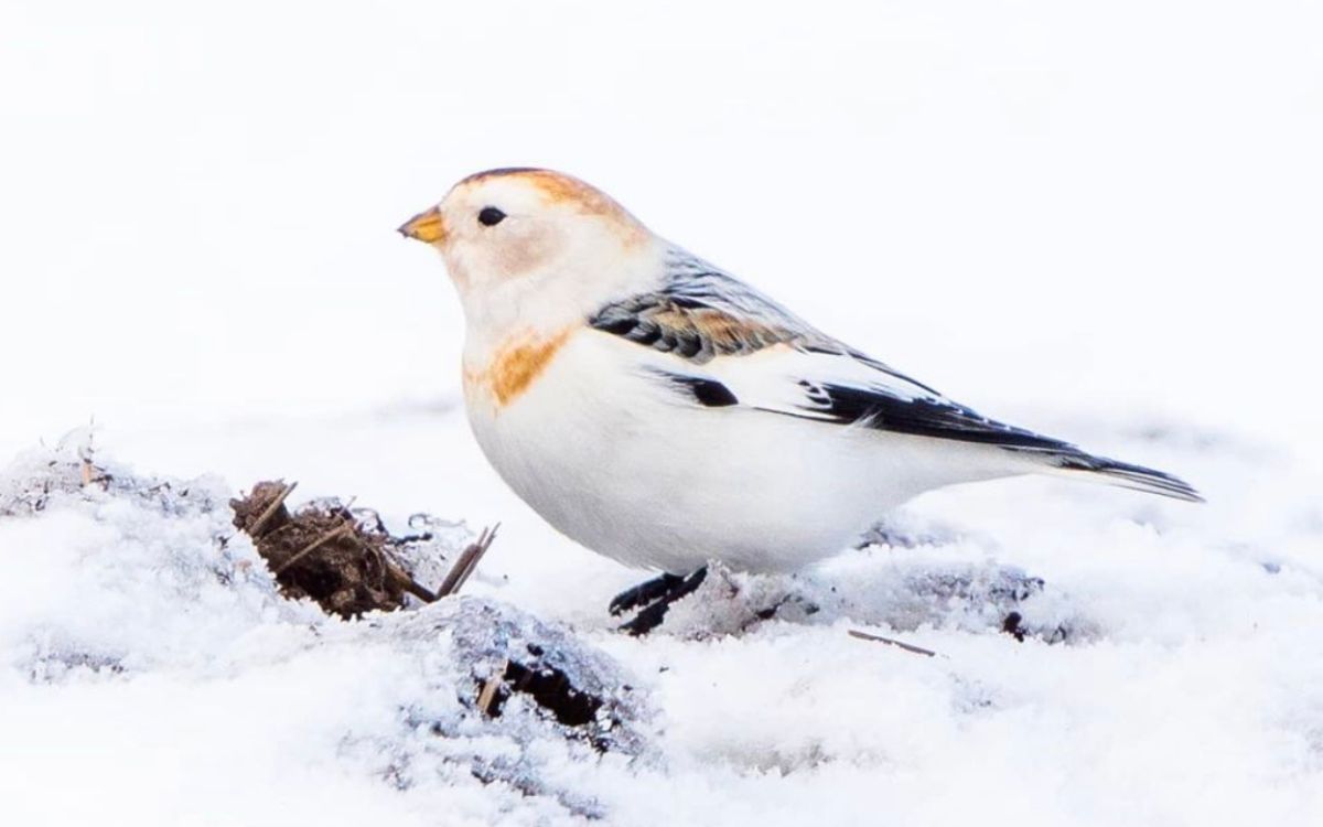 好久之前拍的雪鹀,跟这首《一剪梅》也是绝配