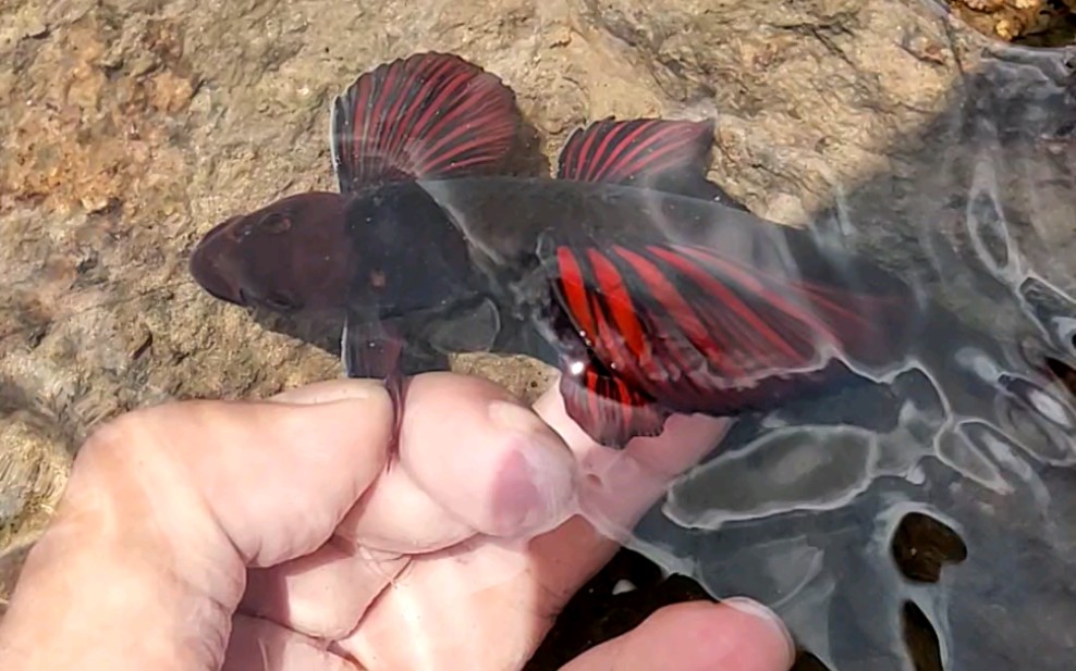 最美原生冷水鱼《建德小鳔鮈》_哔哩哔哩_bilibili