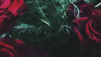 春暖四月青龙寺的樱花也开了 哔哩哔哩 Bilibili