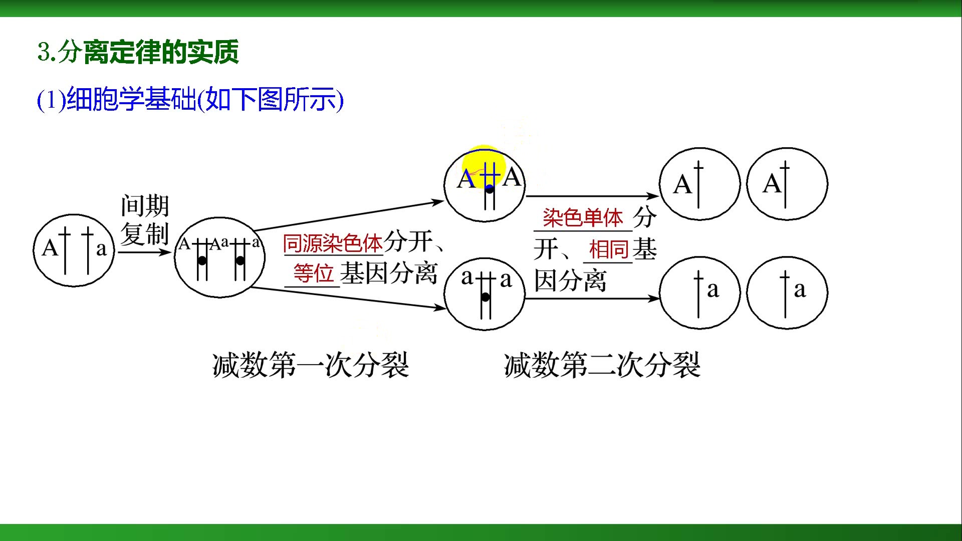 高考生物遗传与变异分离定律的实质哔哩哔哩bilibili