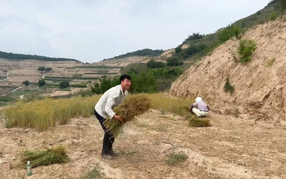 [图]【新农村】又到了丰收的季节啦。很多南方的朋友留言说没有见过胡麻（亚麻籽）大家请看这就是胡麻（亚麻籽）您吃过（亚麻籽）胡麻油吗