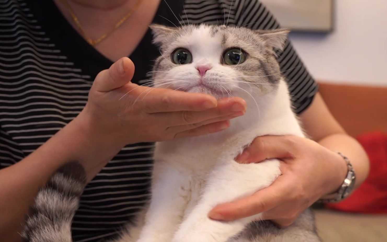 [图]以前嫌弃猫的妈妈来看猫，抱着不撒手